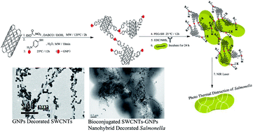 Graphical abstract: Targeted highly sensitive detection/eradication of multi-drug resistant Salmonella DT104 through gold nanoparticle–SWCNT bioconjugated nanohybrids
