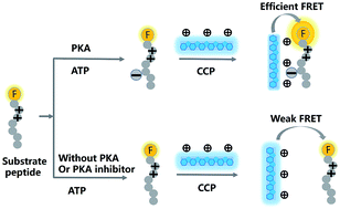 Graphical abstract: Cyclic-AMP-dependent protein kinase (PKA) activity assay based on FRET between cationic conjugated polymer and chromophore-labeled peptide
