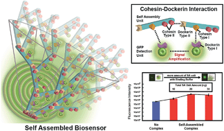 Graphical abstract: Signal amplification by a self-assembled biosensor system designed on the principle of dockerin–cohesin interactions in a cellulosome complex
