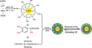 Graphical abstract: Molecularly imprinted polymer based on CdTe@SiO2 quantum dots as a fluorescent sensor for the recognition of norepinephrine