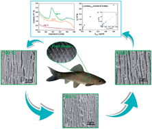 Graphical abstract: Green electrochemical sensing platforms: utilizing hydroxyapatite derived from natural fish scales as a novel electrochemical material for the sensitive detection of kidney injury molecule 1 (KIM-1)