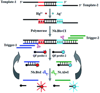 Graphical abstract: Functional nucleic acid-based sensors for heavy metal ion assays
