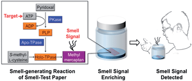 Graphical abstract: An inkjet-printed bioactive paper sensor that reports ATP through odour generation