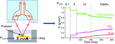 Graphical abstract: In situ investigation of supercritical CO2 assisted impregnation of drugs into a polymer by high pressure FTIR micro-spectroscopy