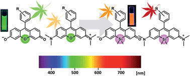 Graphical abstract: Silicon-substituted xanthene dyes and their applications in bioimaging