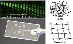 Graphical abstract: Polymer sieving matrices in microanalytical electrophoresis