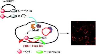 Graphical abstract: Visualization of monoamine oxidases in living cells using “Turn-ON” fluorescence resonance energy transfer probes