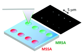 Graphical abstract: Dip-pen microarraying of molecular beacon probes on microgel thin-film substrates