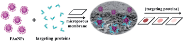 Graphical abstract: Functional gold nanoparticles coupled with microporous membranes: a flow controlled assay for colorimetric visualization of proteins