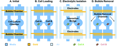 Graphical abstract: Electrolytic valving isolation of cell co-culture microenvironment with controlled cell pairing ratios