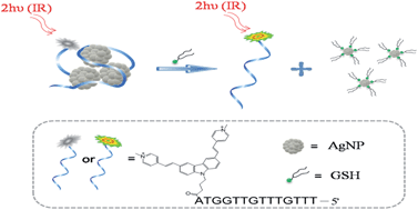 Graphical abstract: Two-photon AgNP/DNA-TP dye nanosensing conjugate for biothiol probing in live cells