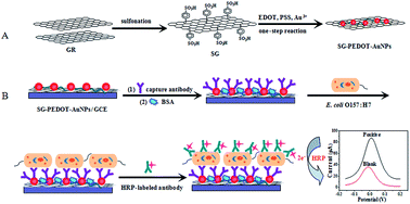 Graphical abstract: Electrochemical immunosensor assay (EIA) for sensitive detection of E. coli O157:H7 with signal amplification on a SG–PEDOT–AuNPs electrode interface