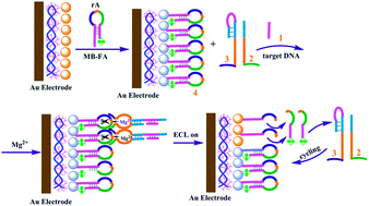 Graphical abstract: Autocatalytic amplified detection of DNA based on a CdSe quantum dot/folic acid electrochemiluminescence energy transfer system