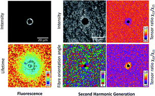 Graphical abstract: Multimodal optical characterisation of collagen photodegradation by femtosecond infrared laser ablation