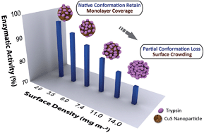 Graphical abstract: Correlating enzyme density, conformation and activity on nanoparticle surfaces in highly functional bio-nanocomposites