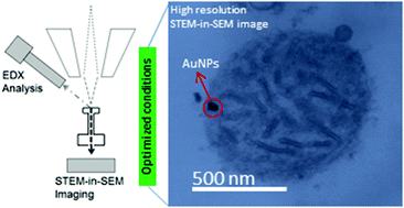 Graphical abstract: STEM-in-SEM high resolution imaging of gold nanoparticles and bivalve tissues in bioaccumulation experiments