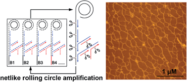 Graphical abstract: A netlike rolling circle nucleic acid amplification technique