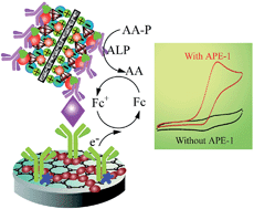 Graphical abstract: Signal-on electrochemical immunoassay for APE1 using ionic liquid doped Au nanoparticle/graphene as a nanocarrier and alkaline phosphatase as enhancer