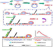 Graphical abstract: Highly sensitive fluorescent sensor for mercury based on hyperbranched rolling circle amplification