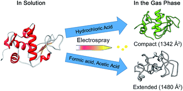 Graphical abstract: Investigating acid-induced structural transitions of lysozyme in an electrospray ionization source