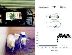 Graphical abstract: Development of an on-animal separation-based sensor for monitoring drug metabolism in freely roaming sheep