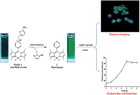 Graphical abstract: A rapid response “Turn-On” fluorescent probe for nitroreductase detection and its application in hypoxic tumor cell imaging