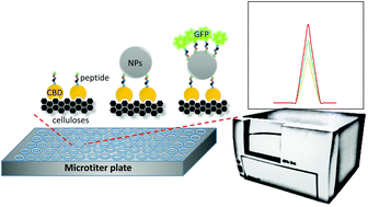 Graphical abstract: A high-throughput and selective method for the measurement of surface areas of silver nanoparticles
