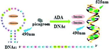 Graphical abstract: Label-free aptasensor for adenosine deaminase sensing based on fluorescence turn-on