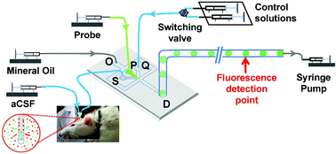 Graphical abstract: In vivo and continuous measurement of bisulfide in the hippocampus of rat's brain by an on-line integrated microdialysis/droplet-based microfluidic system
