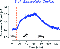 Graphical abstract: A microelectrochemical biosensor for real-time in vivo monitoring of brain extracellular choline