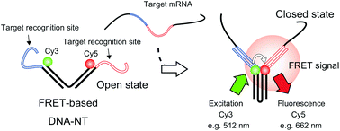 Graphical abstract: A FRET-based DNA nano-tweezer technique for the imaging analysis of specific mRNA