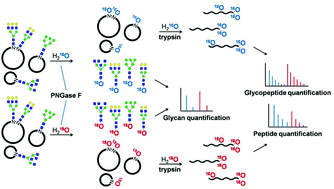 Graphical abstract: PNGase F-mediated incorporation of 18O into glycans for relative glycan quantitation