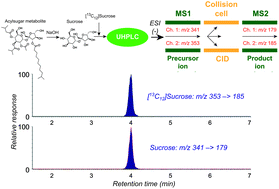 Graphical abstract: Dependence of negative-mode electrospray ionization response factors on mobile phase composition and molecular structure for newly-authenticated neutral acylsucrose metabolites