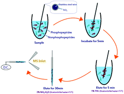Graphical abstract: Coupling a solid phase microextraction (SPME) probe with ambient MS for rapid enrichment and detection of phosphopeptides in biological samples