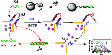 Graphical abstract: Isothermal amplified detection of ATP using Au nanocages capped with a DNA molecular gate and its application in cell lysates