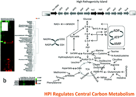 Graphical abstract: Metabolic phenotyping of the Yersinia high-pathogenicity island that regulates central carbon metabolism