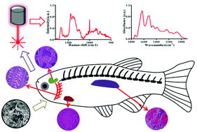 Graphical abstract: Real-world carbon nanoparticle exposures induce brain and gonadal alterations in zebrafish (Danio rerio) as determined by biospectroscopy techniques