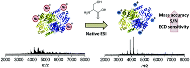 Graphical abstract: Desalting large protein complexes during native electrospray mass spectrometry by addition of amino acids to the working solution