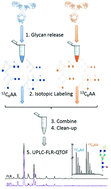 Graphical abstract: Comparative analysis of monoclonal antibody N-glycosylation using stable isotope labelling and UPLC-fluorescence-MS
