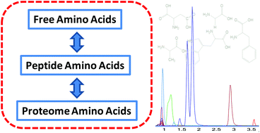 Graphical abstract: Metabolomics method to comprehensively analyze amino acids in different domains