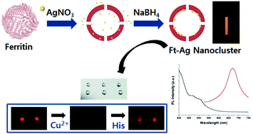 Graphical abstract: A facile synthesis of fluorescent silver nanoclusters with human ferritin as a synthetic and interfacing ligand