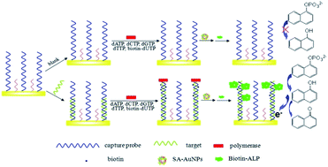 Graphical abstract: A sensitive electrochemical biosensor for microRNA detection based on streptavidin–gold nanoparticles and enzymatic amplification