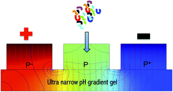 Graphical abstract: Protein/peptide purification by three-well OFFGEL electrophoresis with immobilized ultra narrow pH gradient gels