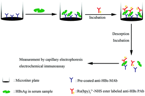 Graphical abstract: Determination of hepatitis B virus surface antigen in serum with a sandwich immunoassay and capillary electrophoresis–electrochemical detection