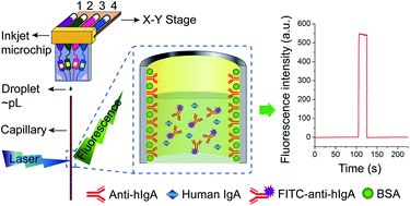 Graphical abstract: Quantitative-nanoliter immunoassay in capillary immune microreactor adopted inkjet technology