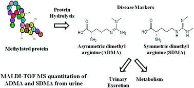 Graphical abstract: Matrix-assisted laser desorption/ionization mass spectrometry analysis of dimethyl arginine isomers from urine