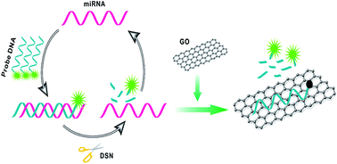 Graphical abstract: Amplified fluorescence sensing of miRNA by combination of graphene oxide with duplex-specific nuclease