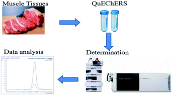 Graphical abstract: Simultaneous determination of multi-class veterinary drug residues in different muscle tissues by modified QuEChERS combined with HPLC-MS/MS