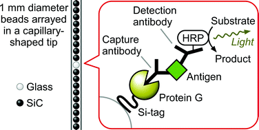 Graphical abstract: Automated enzyme-linked immunosorbent assay using beads in a single tip (BIST) technology coupled with a novel anchor protein for oriented antibody immobilization