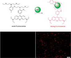 Graphical abstract: A rhodamine-based fluorescent sensor for the highly selective and sensitive detection of mercury in aqueous solution and living cells